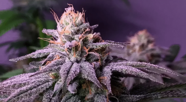 Blueberry Strain et Skunk Purple : une histoire de saveurs et de génétique